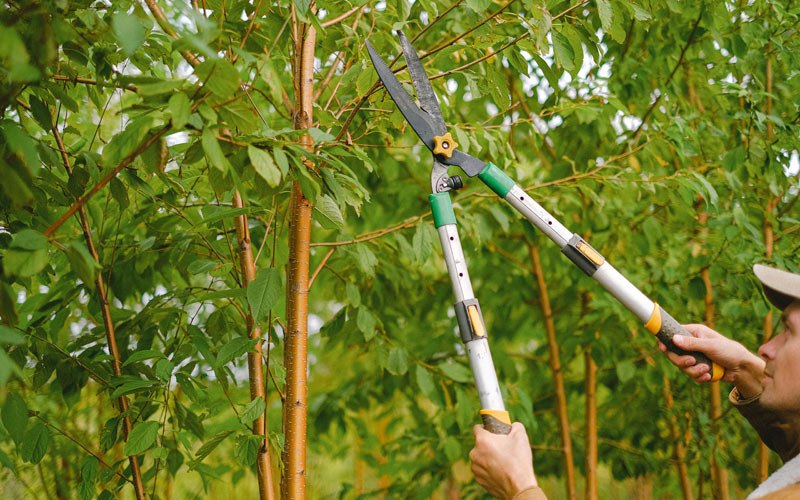 Tree trimming in Benham, KY