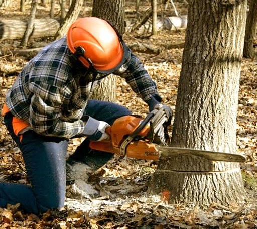 Tree Removal in Benham, KY